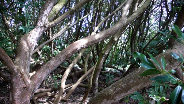 Heligan Rhododendron bos