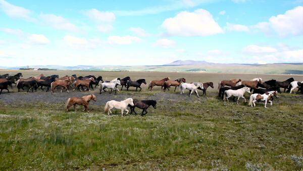 ijslandse paarden
