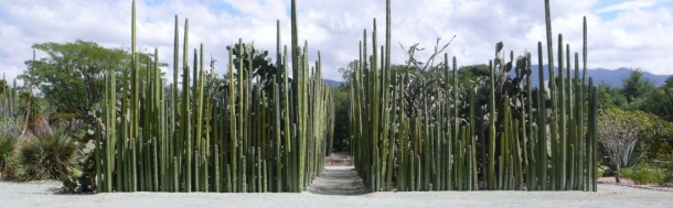 cactushaag
